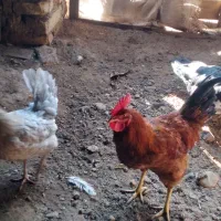 فقط معاوضه بامرغ یافریک|حیوانات مزرعه|محمدیه-قزوین, |دیوار