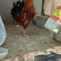 خروس