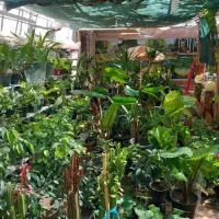 گل و گیاه آپارتمانی و فضای سبز