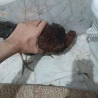 یک مرغ و یک خروس با ۴تا جوجه|حیوانات مزرعه|مشهد, انقلاب|دیوار