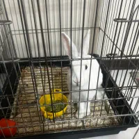 فروش یا معاوضه خرگوش با مرغ عشق