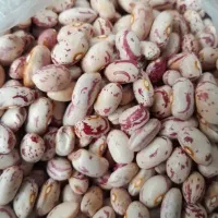 لوبیا چیتی زودپز یکدست