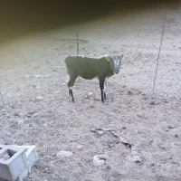 گوساله.|حیوانات مزرعه|لالی, |دیوار