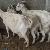 بز سانن اصیل