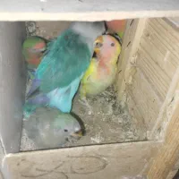 طوطی برزیلی اصل نژاد همراه با جوجه|پرنده|زنجان, |دیوار
