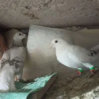 ساراغون نروماده|پرنده|مشهد, رده|دیوار