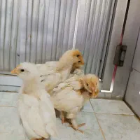 جوجه دورگه سلطان