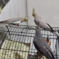 عروس هلندی ماده  و پیستون  و شاتو ن