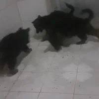 سگ ژرمن شپرد