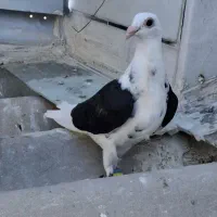 کفتر دوکت سیاه. فسا