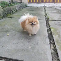 پامرانین نر