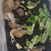 حلزون مولد...|خزنده|فسا, |دیوار