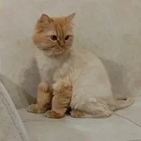 واگذاری گربه پرشین|گربه|مهاباد (آذربایجان غربی), |دیوار