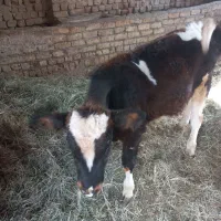 گوساله نرسالم وبخور|حیوانات مزرعه|کاشان, باغ فین|دیوار