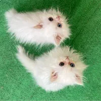 گربه
