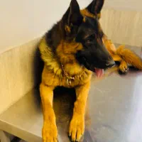 آرایش تخصصی سگ و گربه در محل