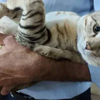 سرپرستی گربه