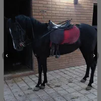 فروش چند راس مادیان کرد