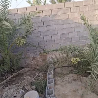 نخل ، مغ