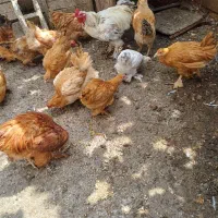 مرغ و خروس برهما|حیوانات مزرعه|شیراز, گچی|دیوار