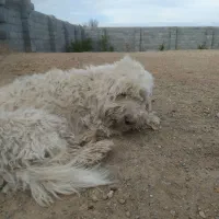 باسلام یک عددسگ نر حرف گوش کن سفیده نره