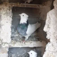 فروش کفتر طوقی|پرنده|بیلوار, |دیوار