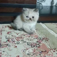 گربه اصیل و زیبا