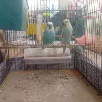 فروش یک جفت مرغ عشق مولد نژاد دار با 2تا جوجه