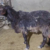 قوچ گوسفند نر|حیوانات مزرعه|شاهدشهر, |دیوار