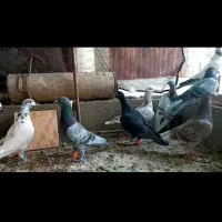 کبوتر پلاکی