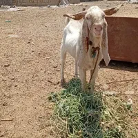 بز پاکستانی