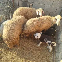 فروش گوسفند