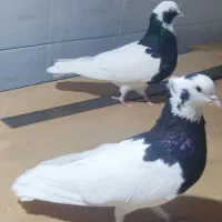 کبوتر