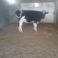 گوساله هلیشتان|حیوانات مزرعه|میبد, |دیوار