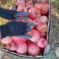 جویایه کار|خدمات باغبانی و درختکاری|فیروزآباد (فارس), |دیوار