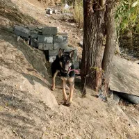 سگ ژرمن 7ماه جنسیت نر|سگ|مهاباد (آذربایجان غربی), |دیوار