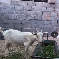 بز سانن آبستن سه ماهه