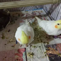 فروش سه عدد طوطی عروس