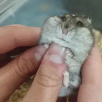 کمپل همست ر