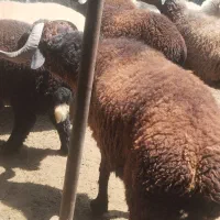 خروف عامر موقعیت رامشیر