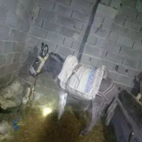 خر نر ۴ساله