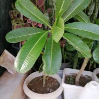 گل زیبای پلومریا