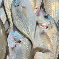 ماهی ومیگو صید روز از بوشهر آنلاین