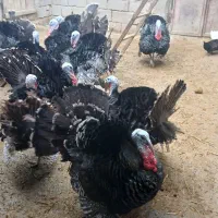 تعداد بوقلمون  نر به فروش می‌رسد