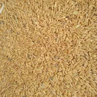 گندم مناسب کاشت