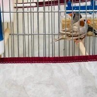 جفت فنچ نر و ماده|پرنده|شیراز, شهرک گلستان|دیوار