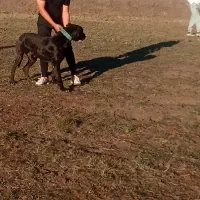 سگ سرابی|سگ|اردبیل, |دیوار