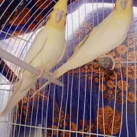 پرنده|پرنده|اشنویه, |دیوار