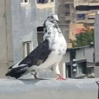 کبوتر پرشی|پرنده|ساری, |دیوار