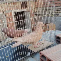 کبوتر پرشی سید